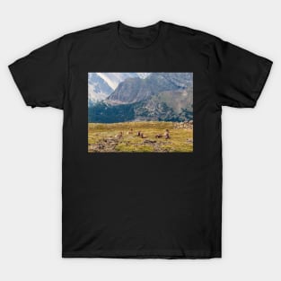 Bighorn Sheep in Rocky Mountains National Park T-Shirt